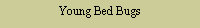 Text Box: Young Bed Bugs